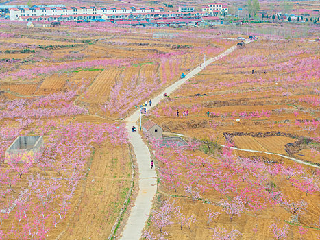 蒙阴桃花盛开