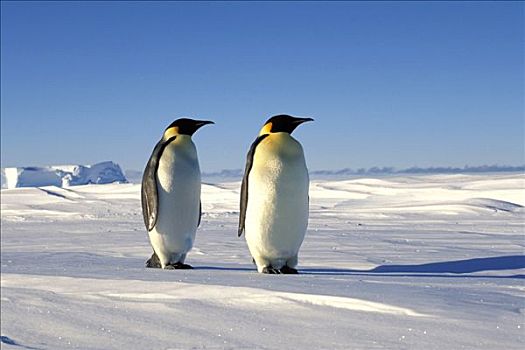 一对,帝企鹅,走,阿特卡湾,南极