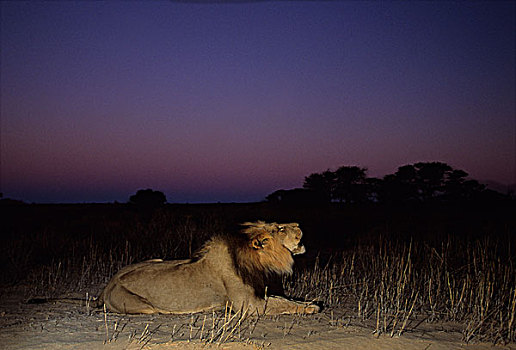 狮子,叫,黄昏,卡拉哈迪大羚羊国家公园,卡拉哈里沙漠,南非,非洲