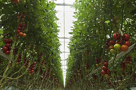 排,番茄植物,温室