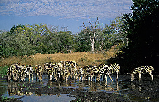 平原斑马,斑马,马,牧群,水潭,克鲁格国家公园,南非,非洲