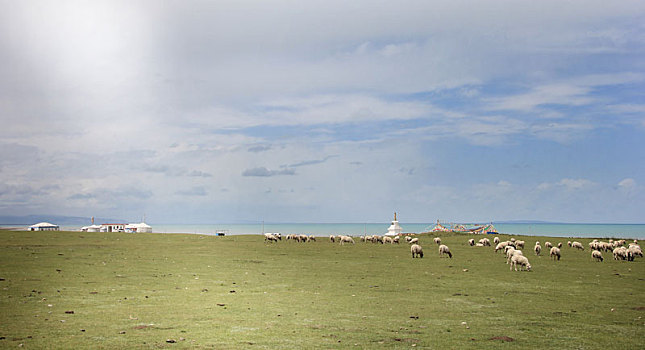 中国青海西宁青海湖与羊群景观