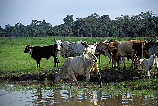 巴西,亚马逊河,放牧,牛