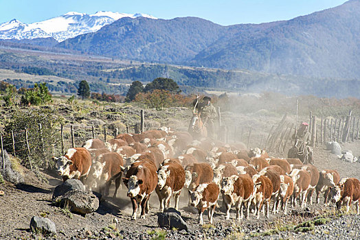 骑马,赶牛,国家公园,巴塔哥尼亚,阿根廷,南美