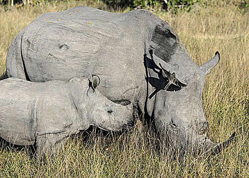 白犀牛,白犀,幼兽,克鲁格国家公园,南非,非洲