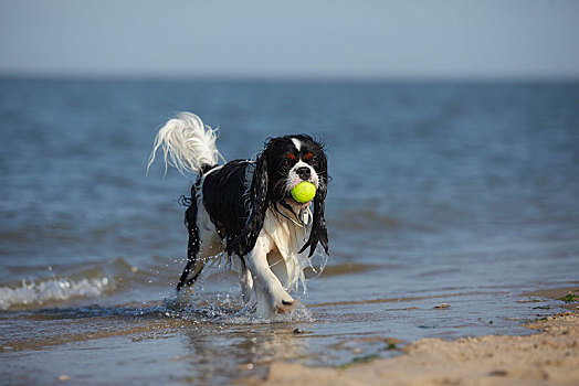 查尔斯王犬,三种颜色,雄性,室外,水,球,嘴,特塞尔,荷兰