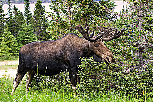 大,驼鹿,天鹅绒,鹿角,格罗莫讷国家公园,纽芬兰,拉布拉多犬,加拿大