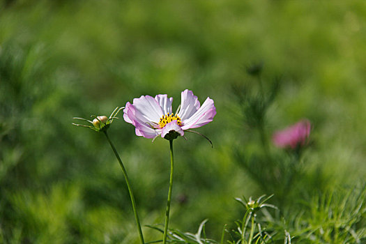 高原格桑花