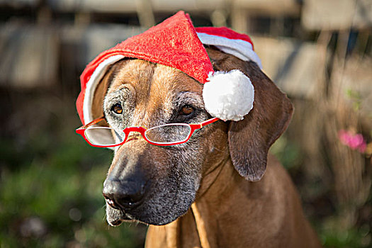 狗,罗德西亚背脊犬,雌性,9岁,圣诞帽,眼镜,德国,欧洲