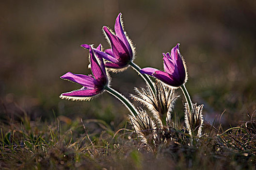 花,逆光