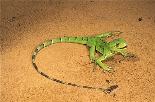 绿鬣蜥,栖息地,巴西