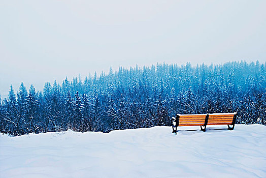 艾伯塔省,加拿大,公园长椅,树,雾状,早晨