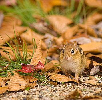 美国,新罕布什尔,弗兰科尼亚山峡州立公园,地平面,花栗鼠,被树叶包围了