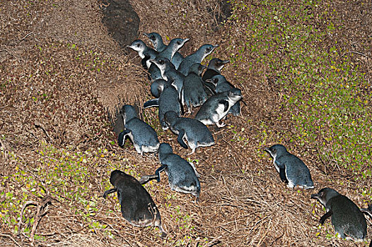 小蓝企鹅,群,鸟窝,喂食,旅游,海上,菲利普岛,澳大利亚