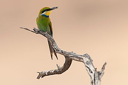 食蜂鸟,坐在树上,枝条,捕食,鸟嘴,卡拉哈迪大羚羊国家公园,北开普,南非,非洲