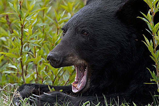 黑熊,美洲黑熊,哈欠,艾伯塔省,加拿大