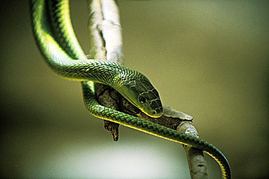 绿色,非洲产毒蛇,成年,坦桑尼亚