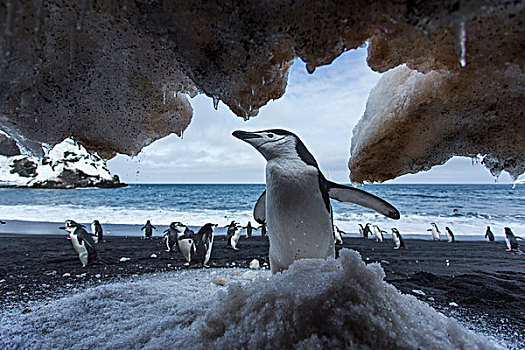 南极,南设得兰群岛,帽带企鹅,阿德利企鹅属,站立,下方,雪,斜坡,欺骗岛