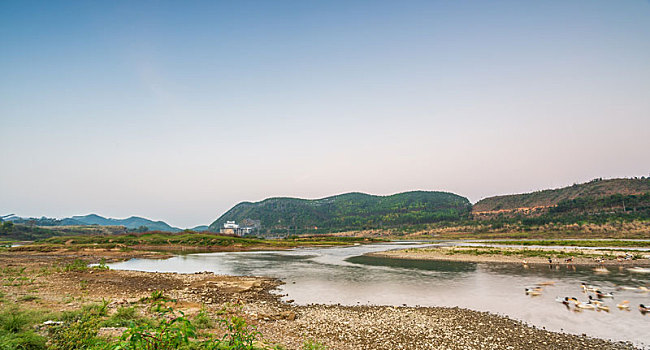 傍晚霞光中的河面河滩,鸭群