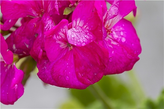天竺葵,湿,雨,花园