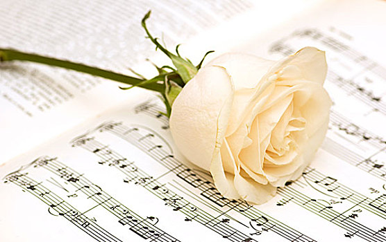 一个,白色蔷薇,音符,书页