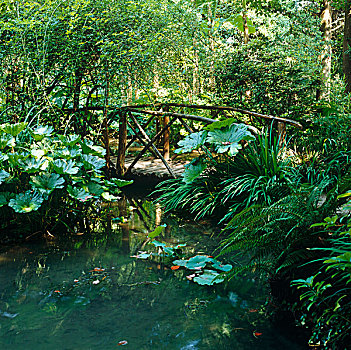 简单,木桥,溪流,围绕,茂密,绿色,植被