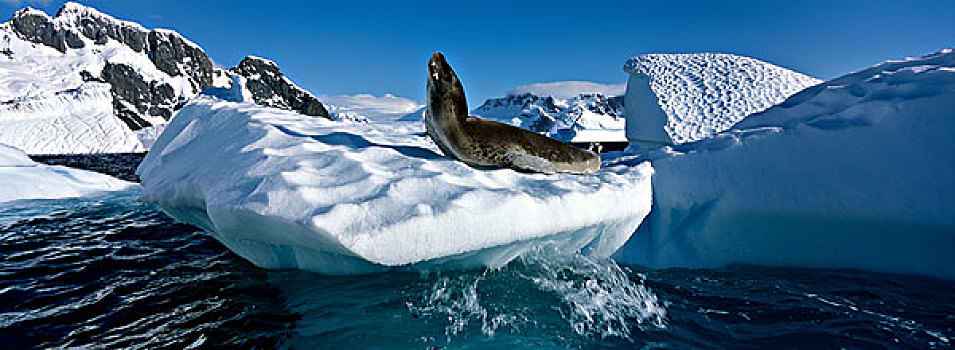 南极,岛屿,海豹,室外,冰山,靠近,港口,雷麦瑞海峡