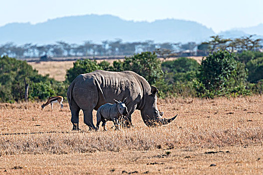 白犀牛,进食,幼兽,自然保护区,肯尼亚,非洲