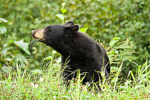 黑熊,美洲黑熊,草,海岸,山峦,郊区,北方,不列颠哥伦比亚省,加拿大
