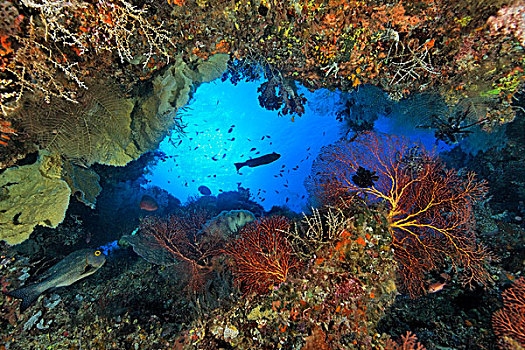 洞穴,珊瑚,鱼,靠近,父亲,礁石,巴布亚新几内亚,水下