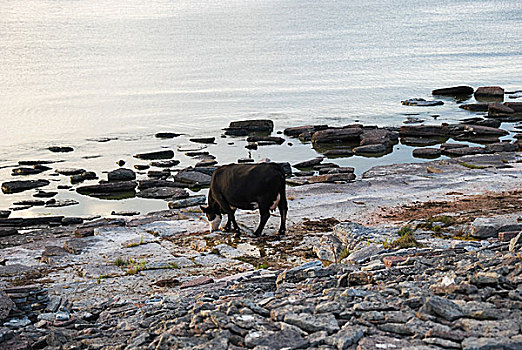母牛,岩石海岸