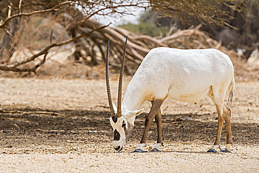 羚羊,阿拉伯,长角羚羊,白色,自然保护区,以色列