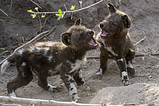 非洲野狗,非洲野犬属,五个,星期,老,幼仔,玩,北方,博茨瓦纳