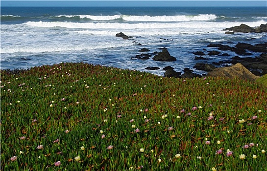 花,石头,波浪,太平洋海岸,加利福尼亚
