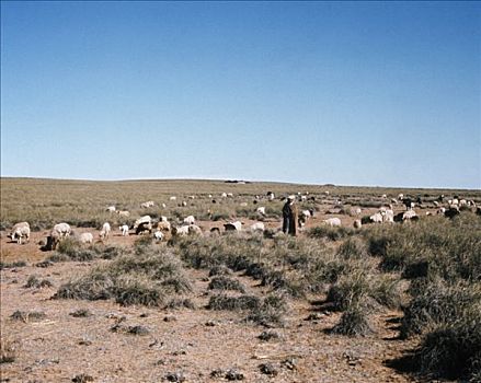 贝多因人,牧羊人,看,绵羊,高原,北方,阿尔及利亚