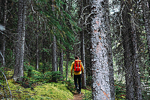 后视图,中年,男人,橙色,跋涉,树林,冰碛湖,班芙国家公园,艾伯塔省,加拿大
