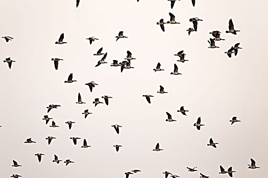 迁徙,鸟群,白额黑雁