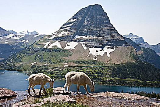 石山羊,雪羊,保姆,一岁,远眺,隐藏,湖,山,冰川国家公园,蒙大拿,美国
