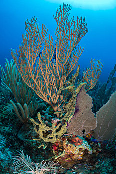 礁石,生活,坎佩切,墨西哥