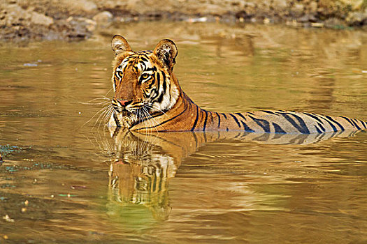 皇家,孟加拉虎,水坑,虎,自然保护区