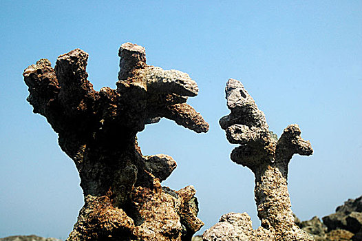 珊瑚,排列,岛屿,只有,孟加拉,公里,南,市场,尖,局部,二月,2009年