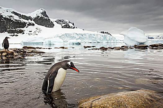 南极,岛屿,巴布亚企鹅,站立,浅水,结冰,海岸线
