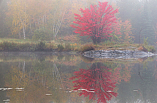 红枫,岸边,湖,亮光,雾,萨德伯里,安大略省,加拿大