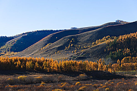 秋天山坡树林