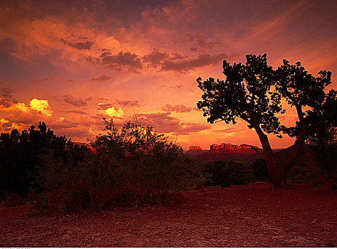 树,风景,教堂岩,远景,塞多纳,亚利桑那,美国