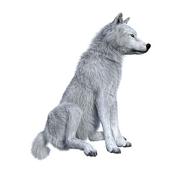 北极狼,白色背景