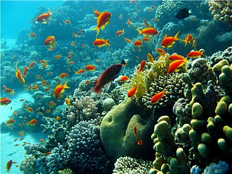 珊瑚礁,橙色,鱼,仰视,热带,海洋,蓝色背景,水,背景