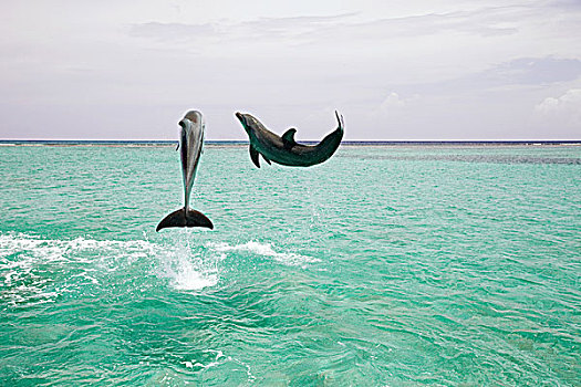 宽吻海豚,跳跃,海洋
