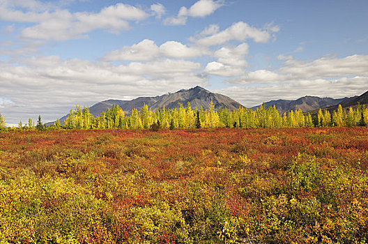 苔原,阿拉斯加山脉,阿拉斯加,美国
