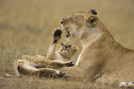 幼狮,玩,母兽